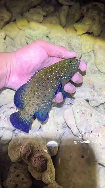 Exploring Tide Pools: A Day with Sea Life