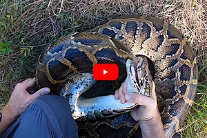 Snake Wrangler Takes on 12-Foot Florida Python Solo