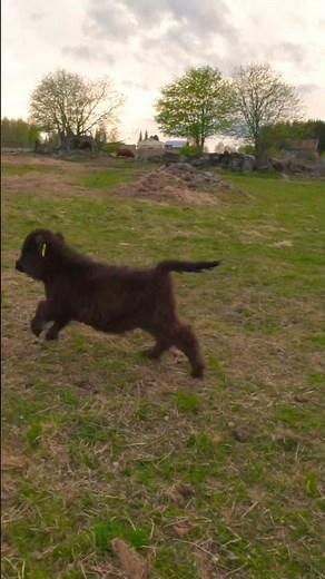 Tiny Highland Cattle Calf's Speedy Adventure in the Pasture