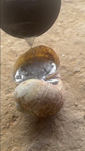 Crafting casting aluminum at home: Snail shell #shorts #viralvideo #reels #restoration