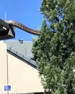 Crikey mate! 🐍 A five-metre python has been spotted slithering between trees in a south-east Queensland backyard. #9News | WATCH LIVE 6pm | 9 News