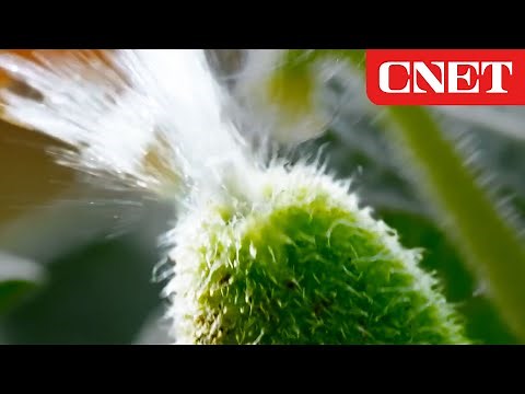 How These Exploding Plants Reproduce (A Biophysicist Explains)