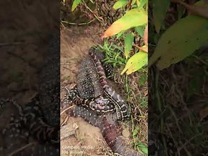 Python & Monitor Lizard Fight to Death