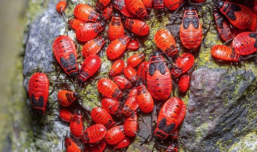 10 Red Beetles and Bugs You Should Know!