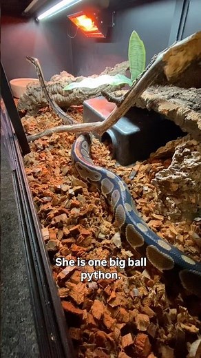 How Did My Ball Python Get So Huge?