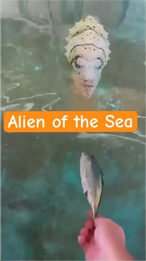 The ocean’s alien — eating right from her hand! 🦑🌊