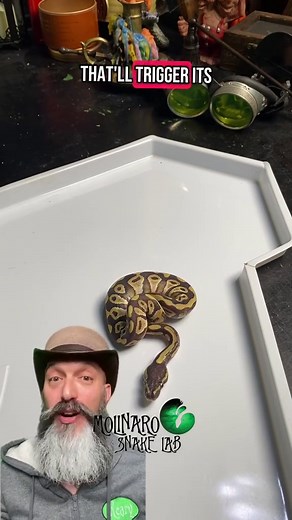 This little ball python still has not eaten! I’ve tried all the tricks I know, so now it’s time to assist feed!