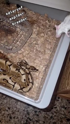 spider ball python😛#diaryofaspiderbreeder