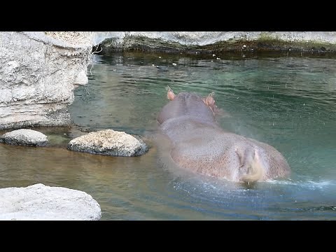 Hippo Poop