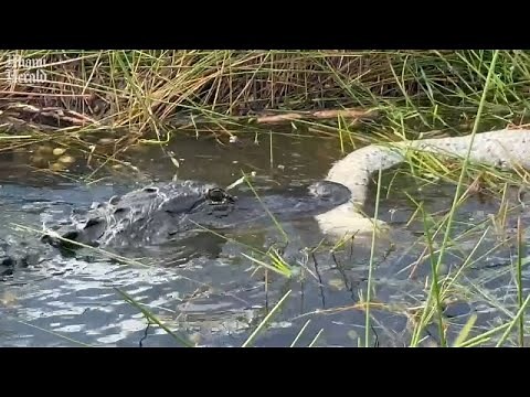 Alligator seen eating invasive python in Florida Everglades