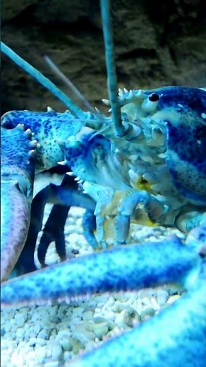 Unveiling the Mystery of Blue Lobsters!