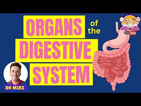 Organs of the Digestive System