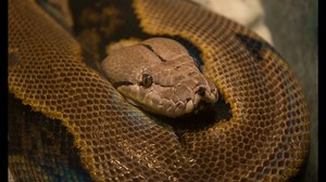 Python, named after Jack Hanna, dies at Columbus Zoo
