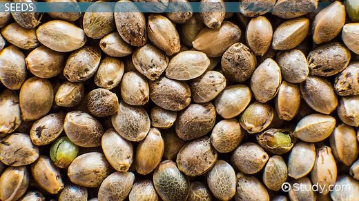 Seed Dispersal Lesson for Kids: Facts & Methods