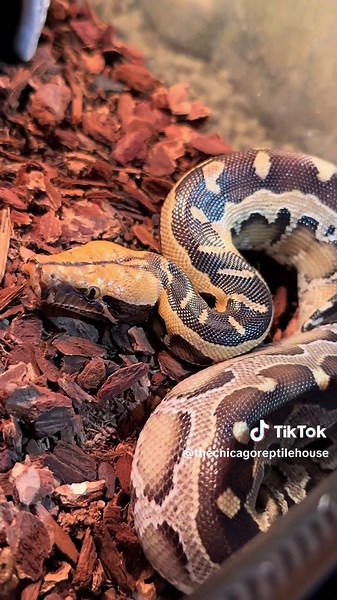 Check out this blood python and more! Come by the Reptile House 7 days a week 🦎 #reptilehouse #reptilestore #bloodpython #petsnake