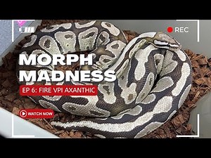 MORPH MADNESS: FIRE VPI AXANTHIC BALL PYTHON