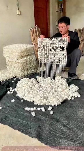 One Net, All Done! How These Silkworm Cocoons Are Eagerly Collected