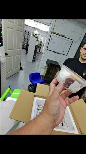 Absolutely stunning new addition! Our new designer green tree python!!! #unboxing #greentreepython