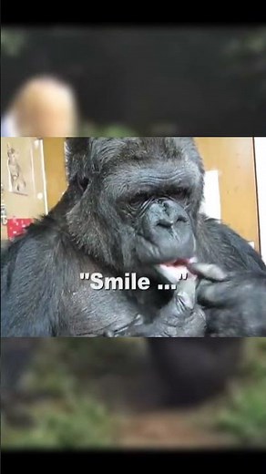 This Gorilla Knew Sign Language – Koko's Incredible Story!