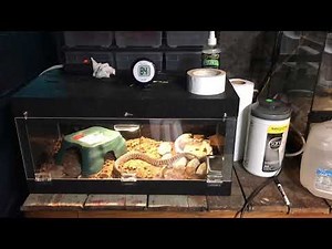 Woma Python Setup and Feeding inside their Enclosures