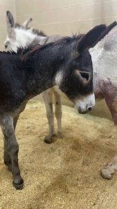 2K views · 163 reactions | Mr Rodgers & Mr Roy ♥️ Both of the boys...