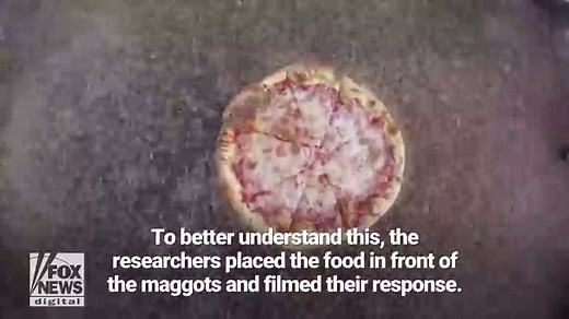 'Fountain’ of 10,000 maggots devour pizza in just 2 hours, reveal unique way fly larvae feed