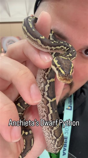 Anchieta’s Dwarf Python by TJW Exotics