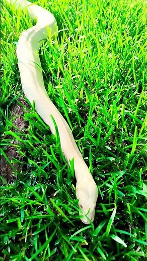 Albino Burmese Python: The Golden Giant of the Reptile World! #reptiles #burmesepythons