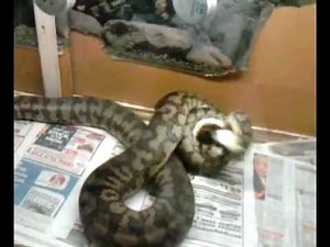 Carpet Python eats Pig!!!