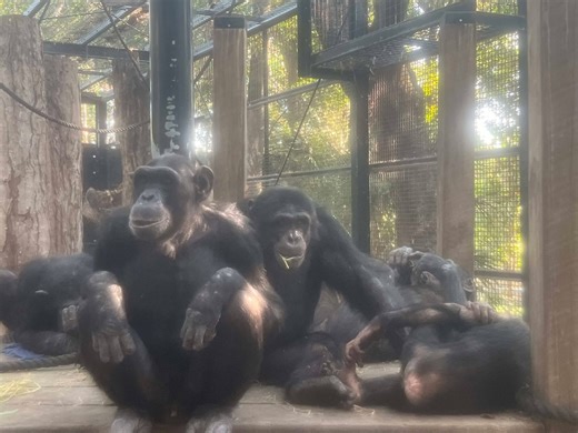 10K views · 292 reactions | Our chimp troop has been showing off...