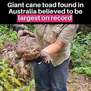 25K views · 151 reactions | It was a toad-ally big discovery. A...