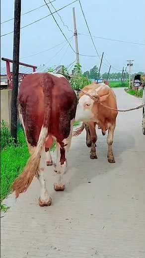 Daily life diary of a rural cattle farmer #29