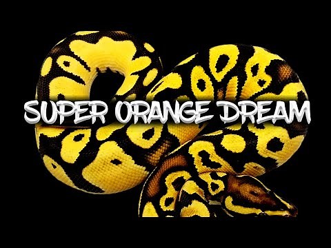 The Amazing Potential of the 'Super Orange Dream' Ball Python!