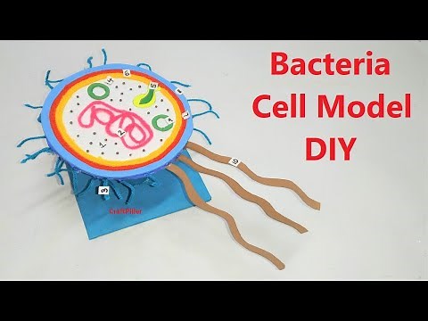 bacteria cell model (3d) diy using cardboard | craftpiller | still model