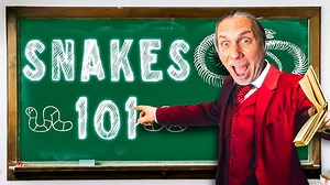 Why ball pythons are worth millions of dollars!