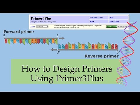 How to Design Primers Using Primer3Plus