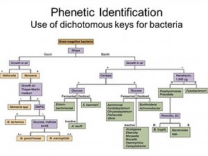 Creating a dichotomous key: Phenetic identification of bacteria-Part 2