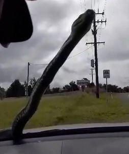 A Queensland family of five has had the fright of their lives after a huge python emerged from the front of their car. The reptile slithered onto the windscreen and didn't seem too fussed by the squeals of surprise. Report on 7NEWS at 6pm. www.7NEWS.com.au #7NEWS | 7NEWS Brisbane