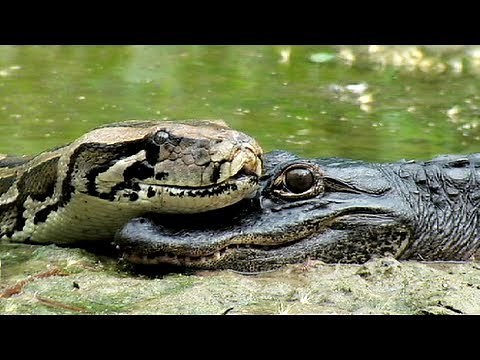 Alligator eats Python 02 - Time Lapse