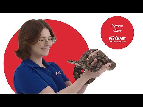 Ball Python Care Essentials: Ensuring a Healthy Life