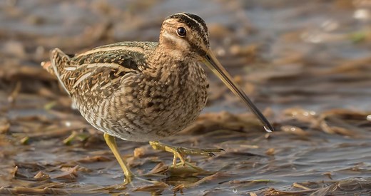 Wilson's Snipe Identification, All About Birds, Cornell Lab of Ornithology