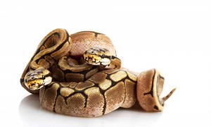 Spider Ball Python