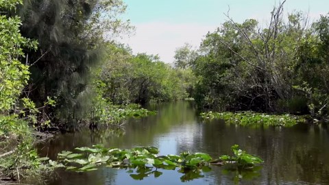 Everglades National Park, Florida, USA [Amazing Places 4K]