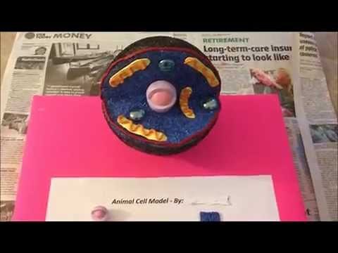 How to Make an Animal Cell Model Easily