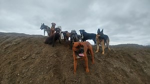 15K views · 114 reactions | The benefits of our Off Leash Training Programs!! For more information visit NorthernDreamDog.com | Northern Dream Dog - Cochrane Dog Trainer | Facebook