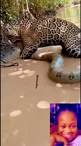 Python vs Jaguar 😲😳🤔 #python #jaguar #attack #animals #animallover | Uchechukwu Indiana