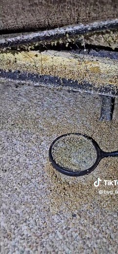 Effective Bed Bug Extermination Tips for Homeowners