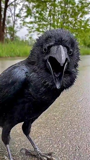 Crow Remember Your Face for Years #tiktoklearningcampaign #AnimalIntelligence #BirdBehavior #CrowFacts #Wildlife