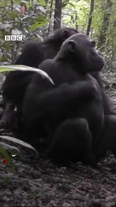 41K views · 927 reactions | Humans are naturally able to understand many of the signs - or gestures - that wild chimpanzees and bonobos use to communicate with one another, new research suggests. | BBC News | Facebook