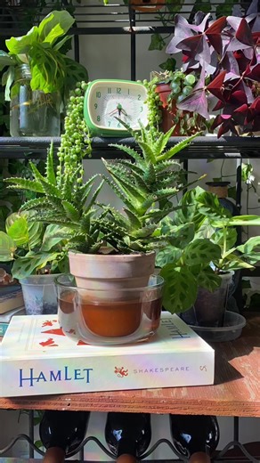 Alien Egg Succulent Care Guide